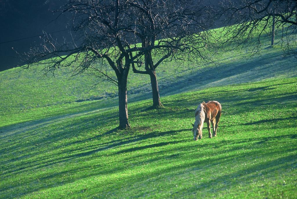 Séjour à la ferme Tourist Farm Ljubica